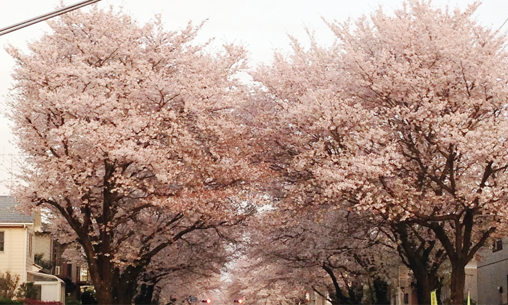 小山市の自然