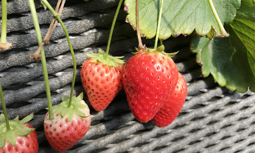 小山市のとちおとめ